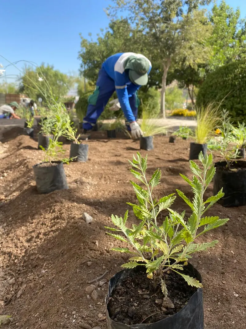 Jardinero plantando especies nuevas